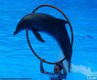 Δελφίνια άλματα μέσα από ένα τσέρκι σε ένα υδάτινο δείχνουν